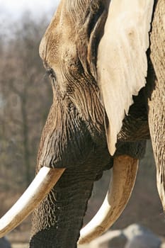 Elephant