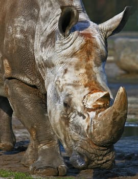 Rhinoceros