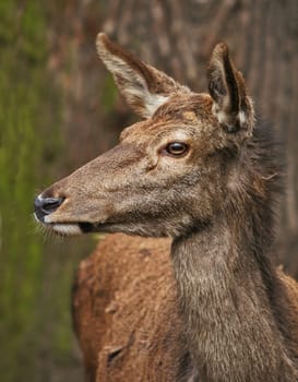 Deer