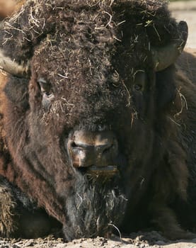 Bison