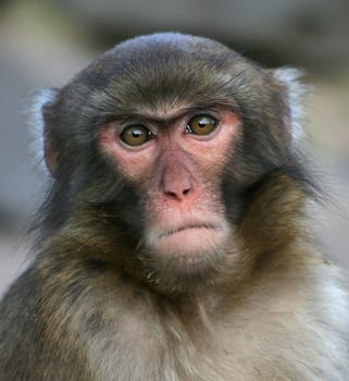 Monkey (Macaca fuscata)