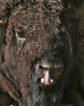 Bison