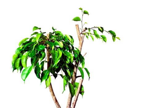 Ficus benjamina