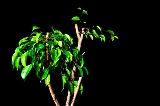 Ficus benjamina