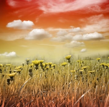 Flower meadow in the sunset