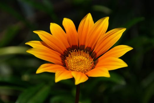 Ice Flower 01