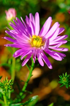 Limestone aster (Aster amellus L.)