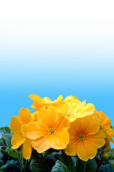yellow primrose (Primula vulgaris hybrids)