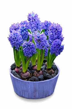 Garden Hyacinth (Hyacinthus orientalis)