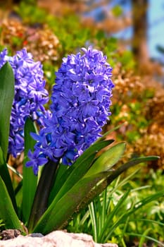 Garden Hyacinth (Hyacinthus orientalis)