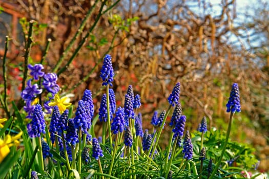 Small grape hyacinth (Muscari botryoides)