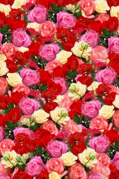Roses - Texture