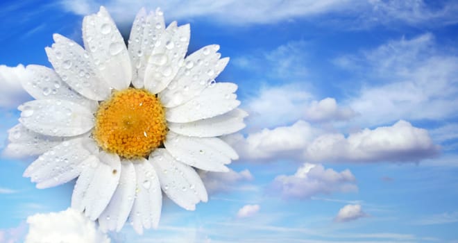 Flower with water drops in the sky