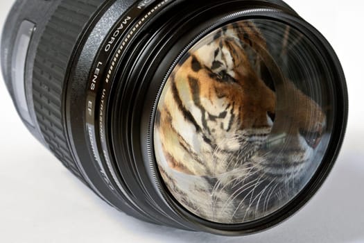 Eye of the Tiger