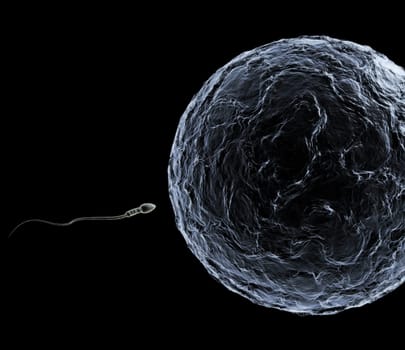 Sperm and egg