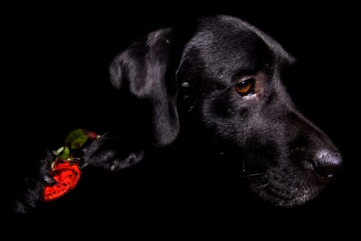 My first real lowkey attempt from my dog.