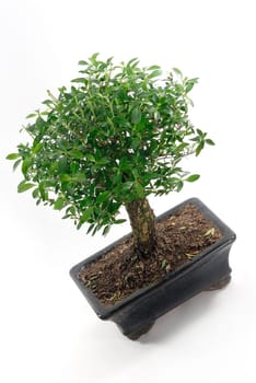 Bonsai 09