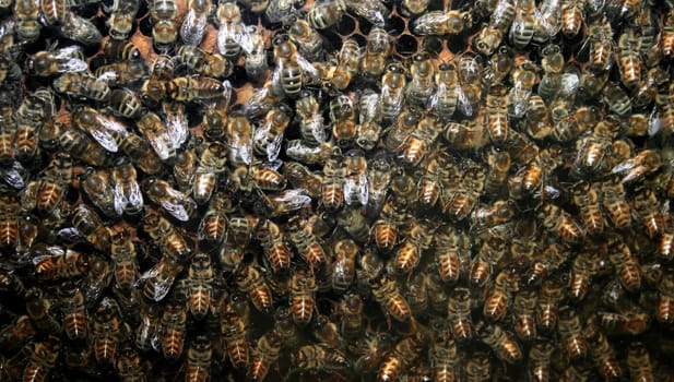 Beehive