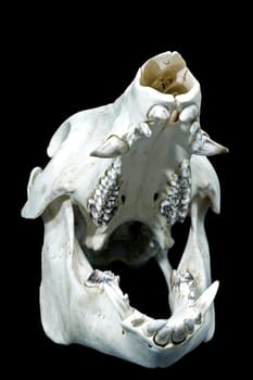 Wild Boar Skull II