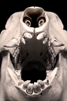 Wild Boar Skull