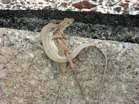 Lizard mating