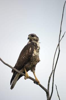 Caribbean Buzzard