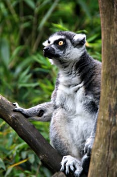Vigilant Ring-tailed Lemur