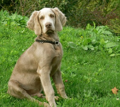 Weimaraner