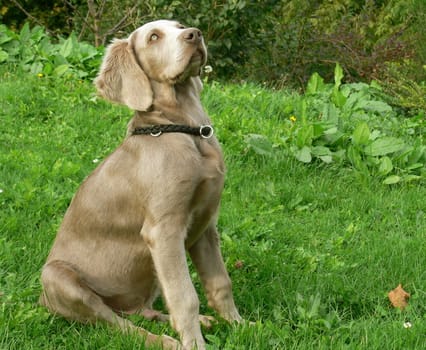 Weimaraner