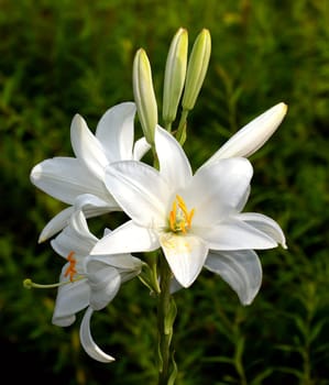 MADONNA LILY