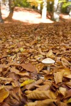 Mushroom Autumn
