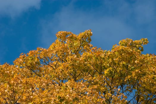 Autumn skies