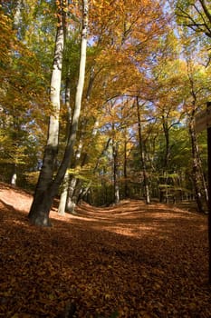 Autumn light