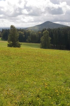 Dandelion meadow