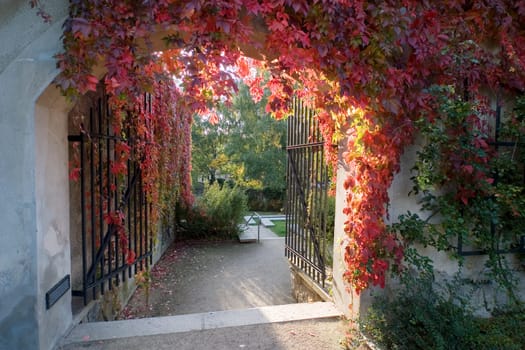 Görlitz grapevines