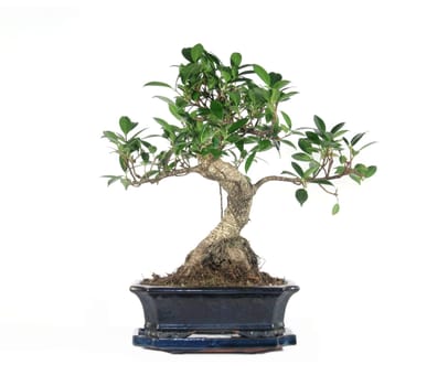 Bonsai