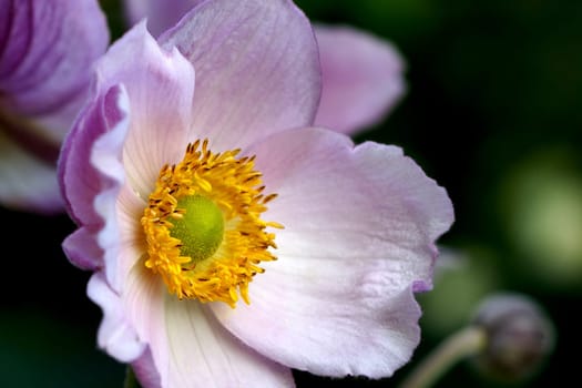 Japanese Anemone