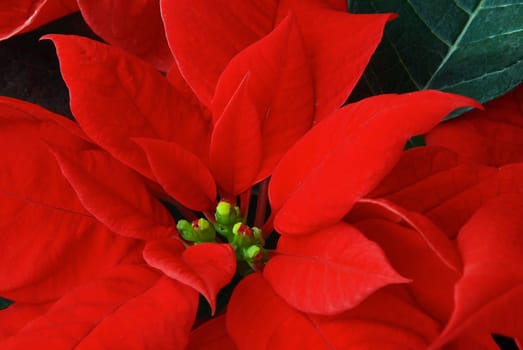 Poinsettia 02