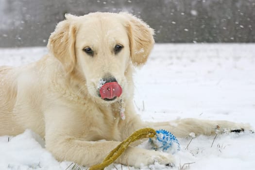 Dog in the snow