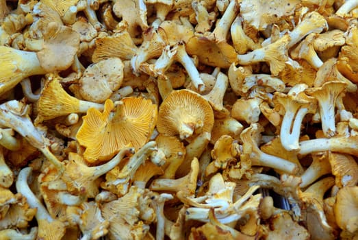 CHANTERELLES