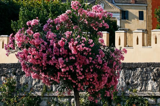 Garda,Oleander Tree