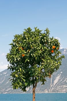Limone, Zitronenbaum