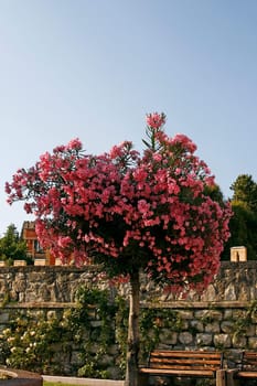 Oleander tree on Lake Garda