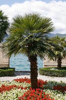 Malcesine,palm trees on Lake Garda