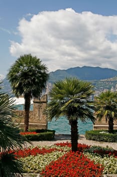 Malcesine,palm trees on Lake Garda