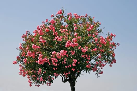 Sirmione,Oleander Tree