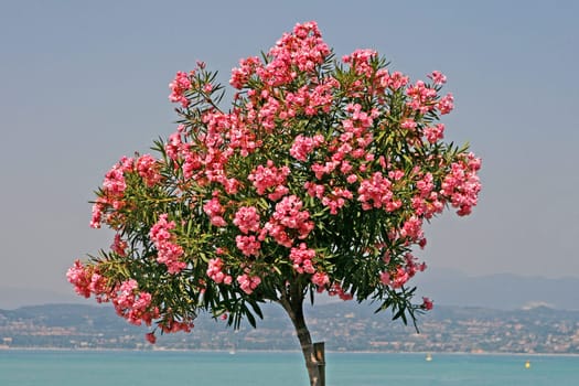 Sirmione, Oleanderbaum an der Uferpromenade