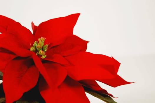 poinsettia