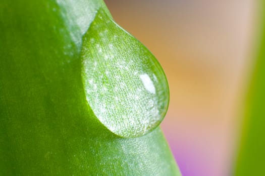 Aloe vera