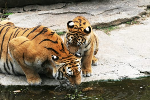 BIG CAT